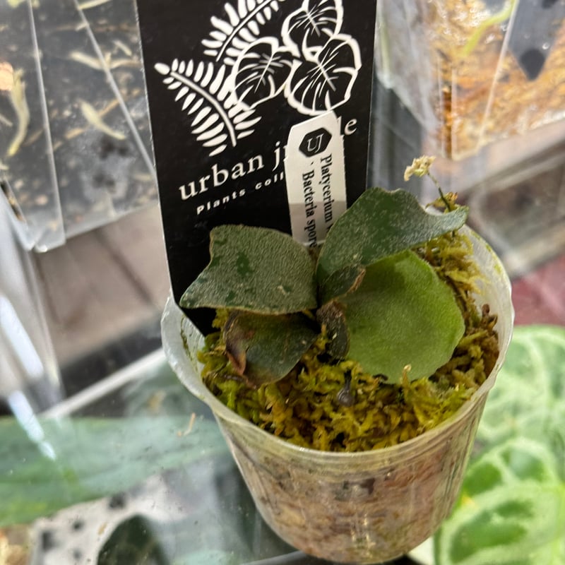 Platycerium willinckii 'Bacteria' sporeling ビカク Platycerium willinckii 'Bacteria' sporeling ビカク
