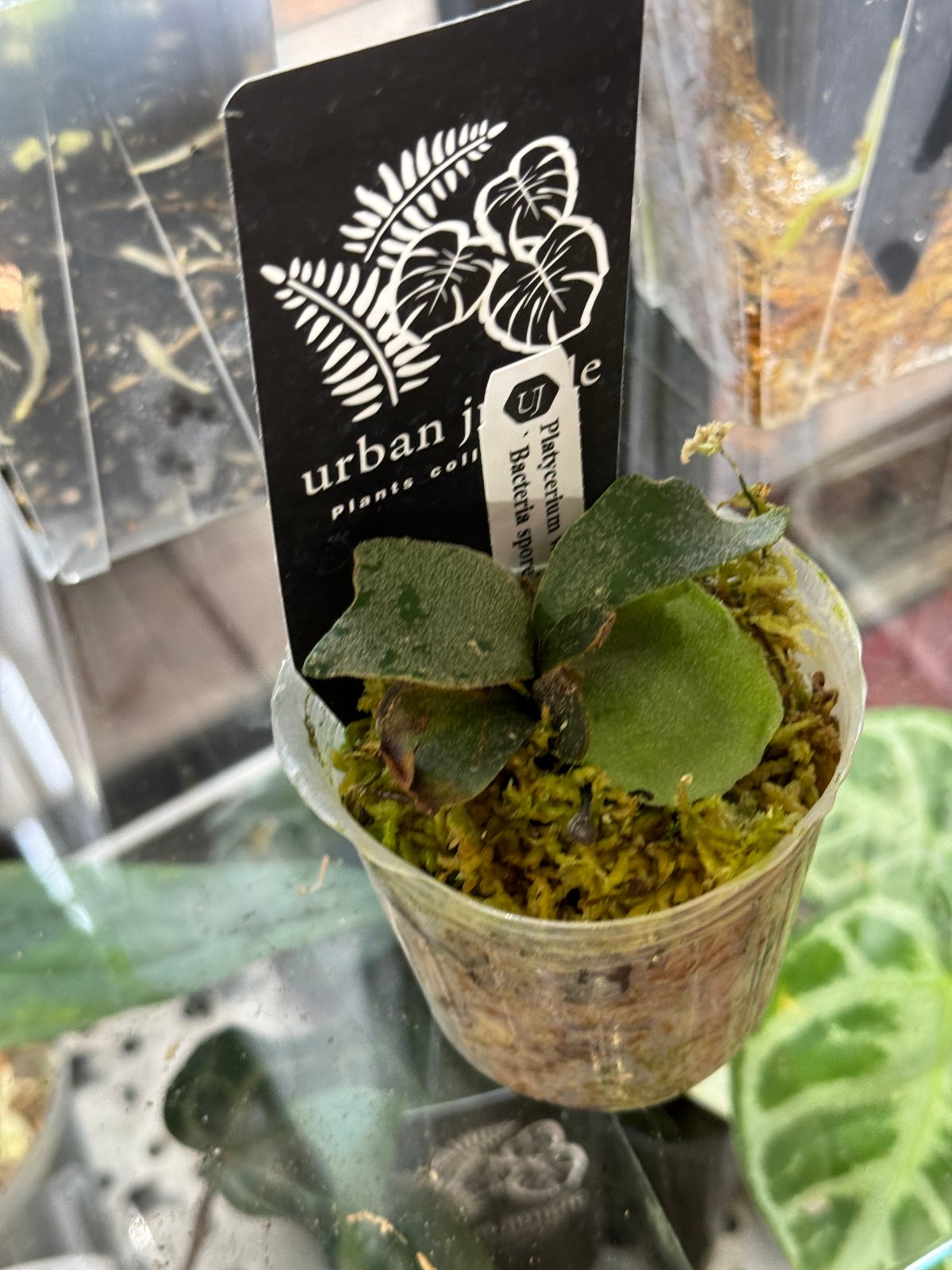 Platycerium willinckii 'Bacteria' sporeling ビカク Platycerium willinckii 'Bacteria' sporeling ビカク