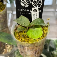Platycerium willinckii 'jade girl sporeling' ビカ Platycerium willinckii 'jade girl sporeling' ビカ