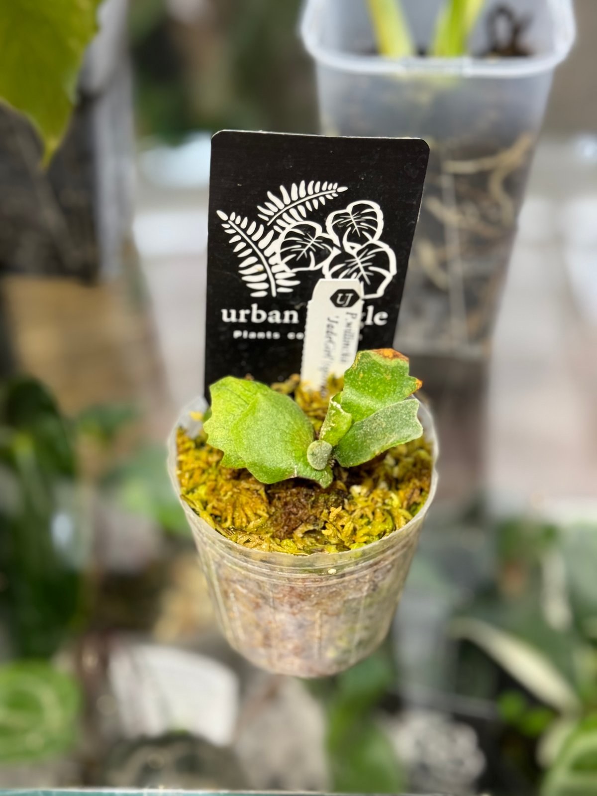 Platycerium willinckii 'jade girl sporeling' ビカ Platycerium willinckii 'jade girl sporeling' ビカ