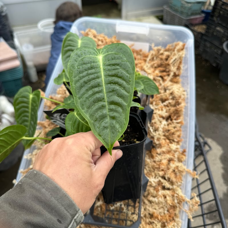 102 veitchii ベイチー　アンスリウム　Anthurium アンスリウム ベイチー 「Anthurium veitchii」74F | SHOUCHIKUEN