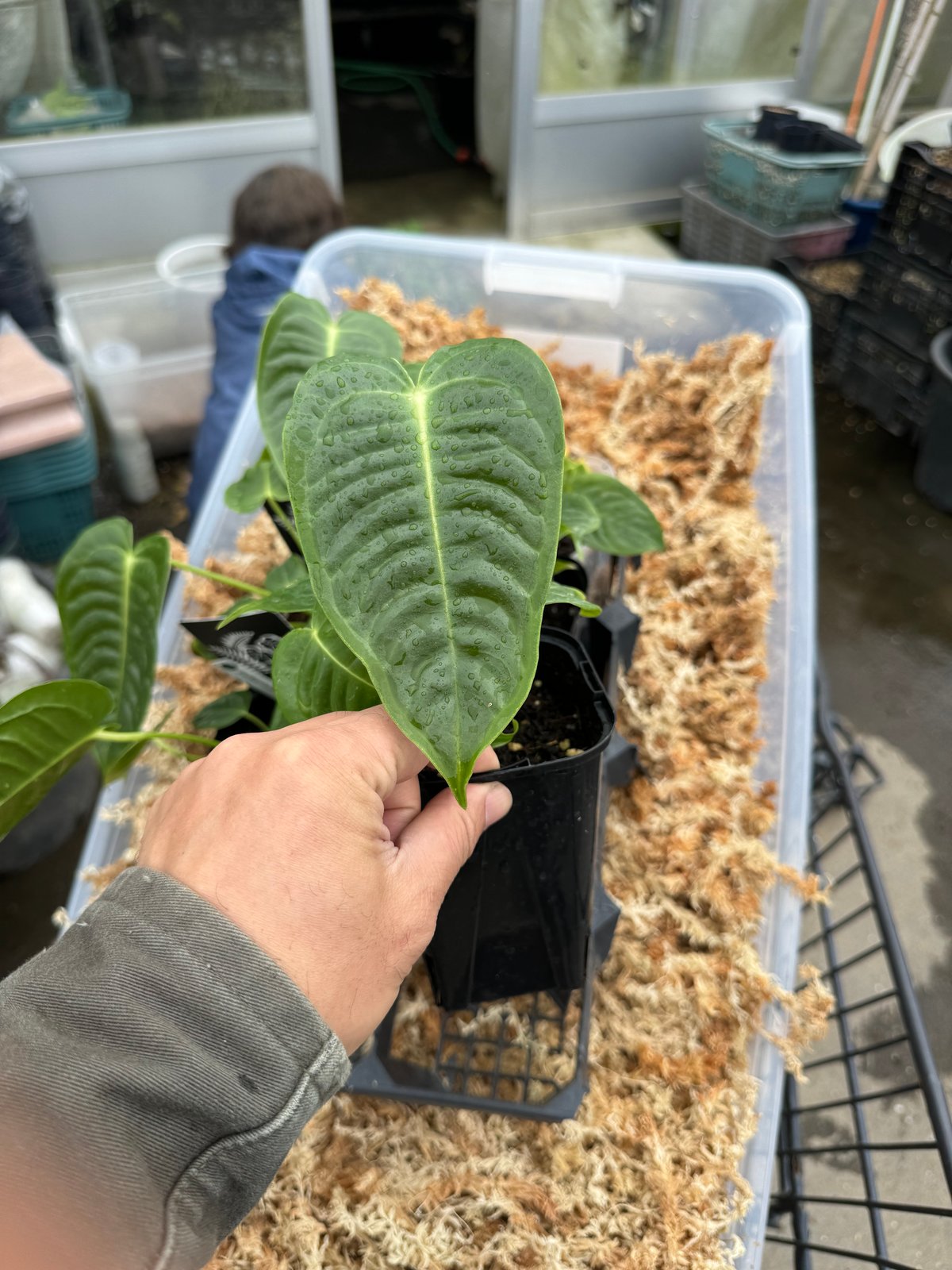 101 veitchii ベイチー　アンスリウム　Anthurium Secret Bazaar | _ 『 アンスリウム・ベイチー スーパーナロー