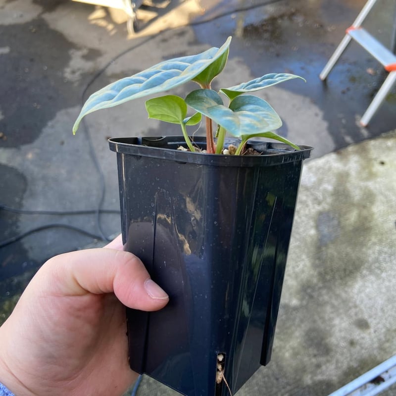 アンスリウム ルクスリアンス 3.5号＊ アンスリウム ルクスリアンス