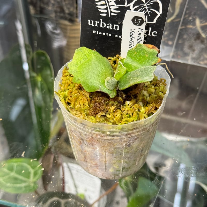 Platycerium willinckii 'jade girl sporeling' ビカ Platycerium willinckii 'jade girl sporeling' ビカ