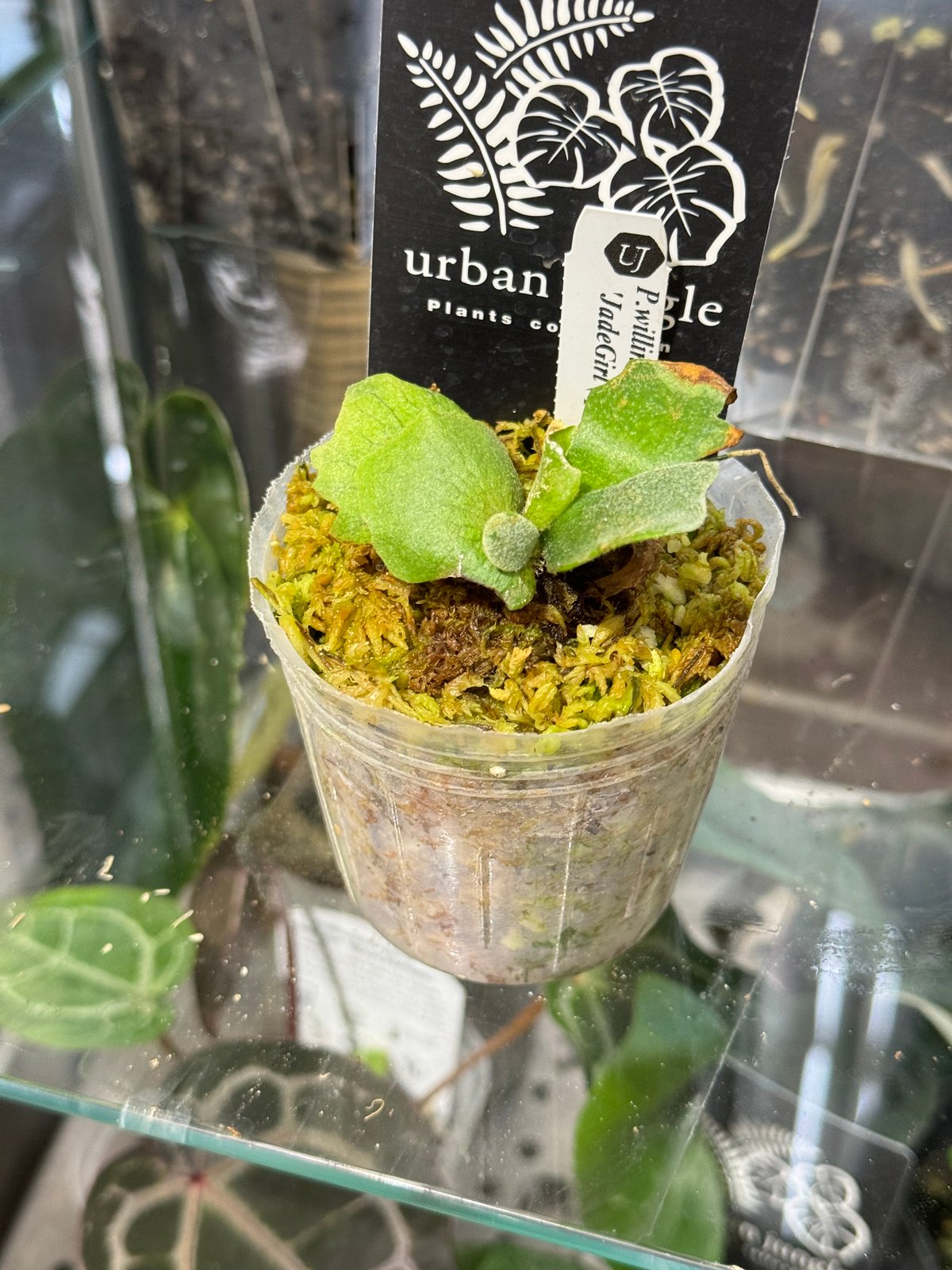Platycerium willinckii 'jade girl sporeling' ビカ Platycerium willinckii 'jade girl sporeling' ビカ