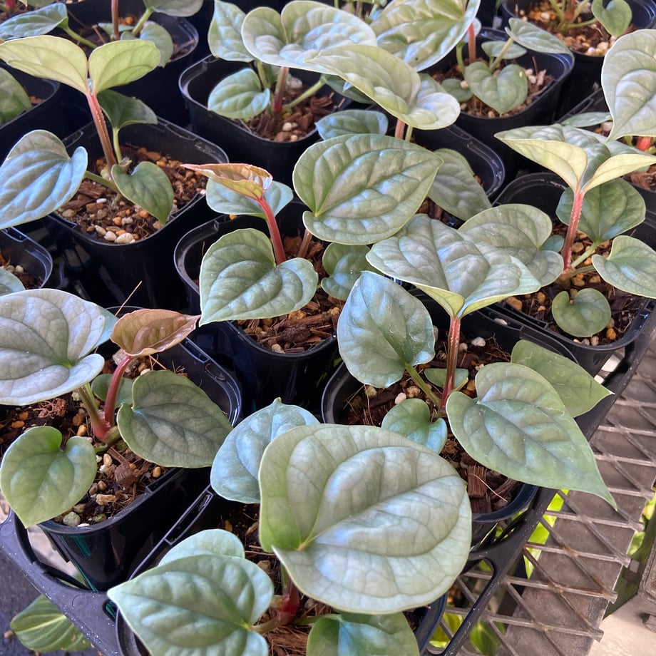 ＊アンスリウム　ルクスリアンス　3.5号＊ アンスリューム ルクスリアンス 3.5号ポット Anthurium luxuriant | U