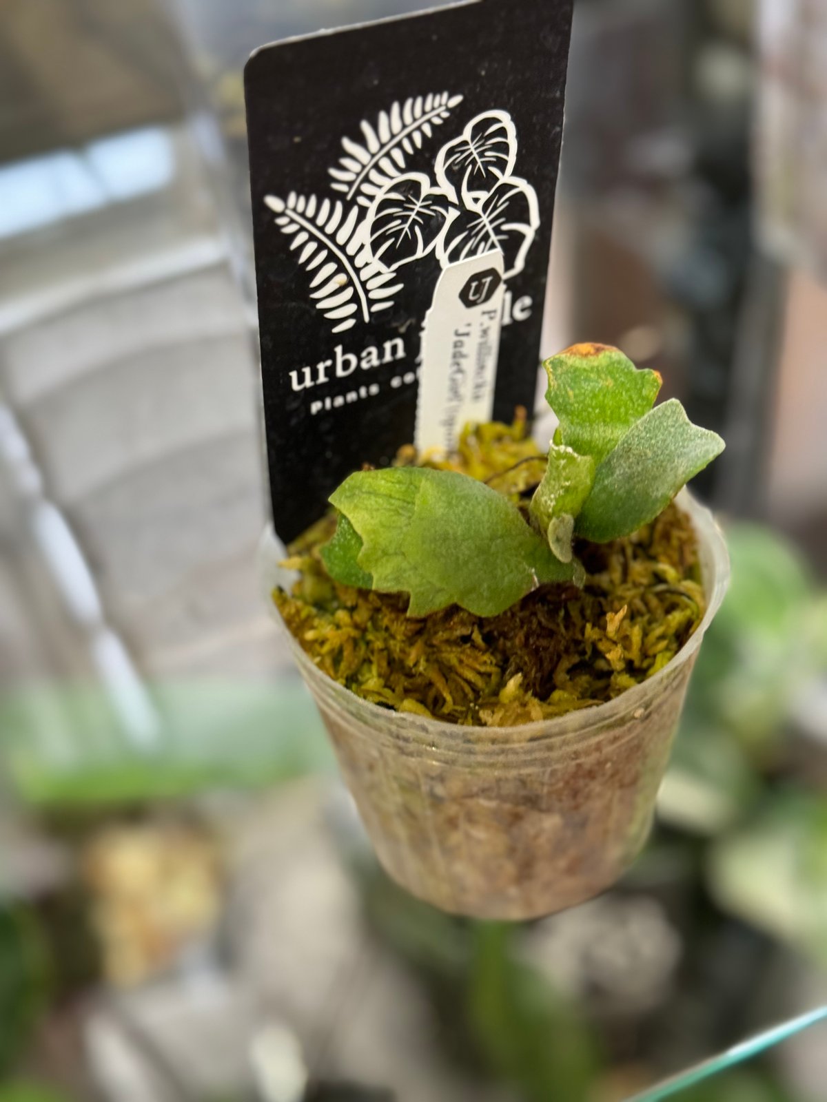 Platycerium willinckii 'jade girl sporeling' ビカ Platycerium willinckii 'jade girl sporeling' ビカ