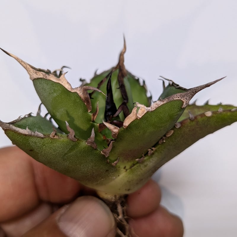 アガベ チタノタ ハデス 黒帝斯 | TAMA PLANTS