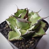 アガベ チタノタ 巨獣 キョジュウ | TAMA PLANTS