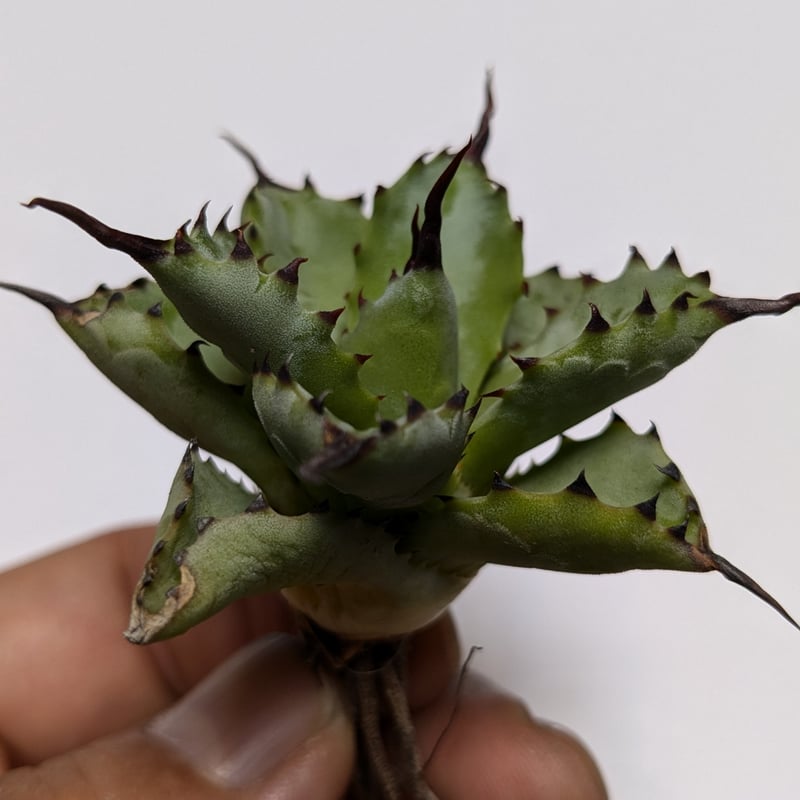 24個セットアガベチタノタ曲刺八蕾‼️726*24 アガベ チタノタ 曲刺八雷 | TAMA PLANTS