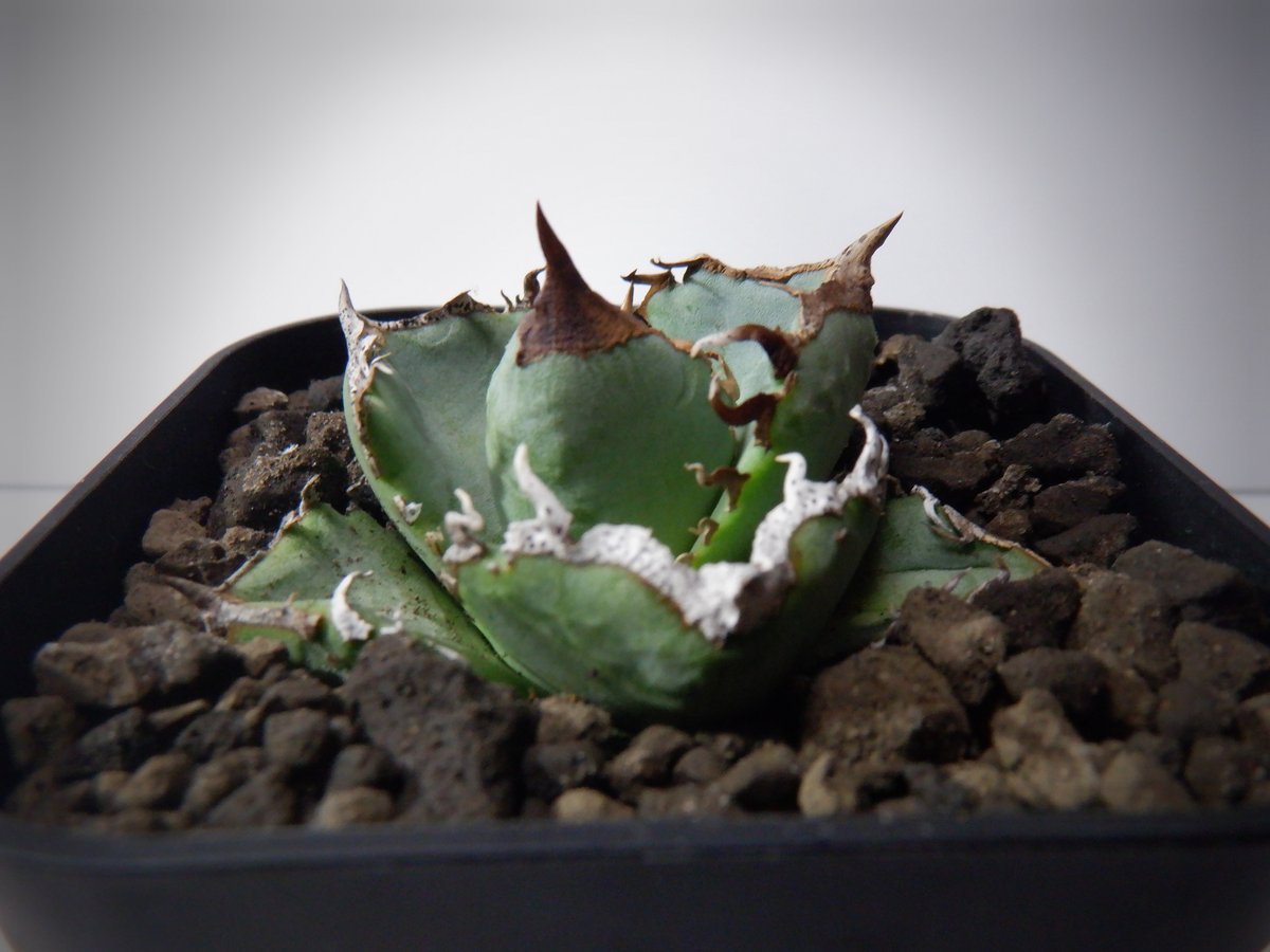 アガベ チタノタ 清櫻 セオ | TAMA PLANTS