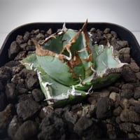 アガベ　チタノタ　清櫻　セオ