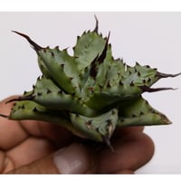 アガベ チタノタ 巨獣 キョジュウ | TAMA PLANTS アガベ チタノタ 巨獣 キョジュウ | TAMA PLANTS