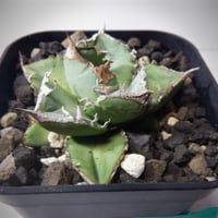 アガベ チタノタ 清櫻 セオ | TAMA PLANTS