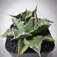 アガベ チタノタ 烈焔 レツエン | TAMA PLANTS