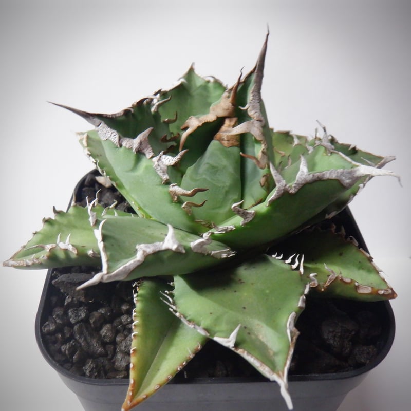 アガベ 狂刺夕映 アガベ チタノタ 狂刺夕映 夕映嚴龍 | TAMA PLANTS