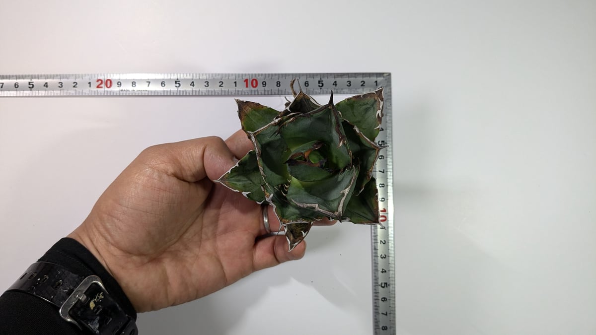 アガベ チタノタ 柊月 | TAMA PLANTS アガベ チタノタ 柊月 | TAMA PLANTS