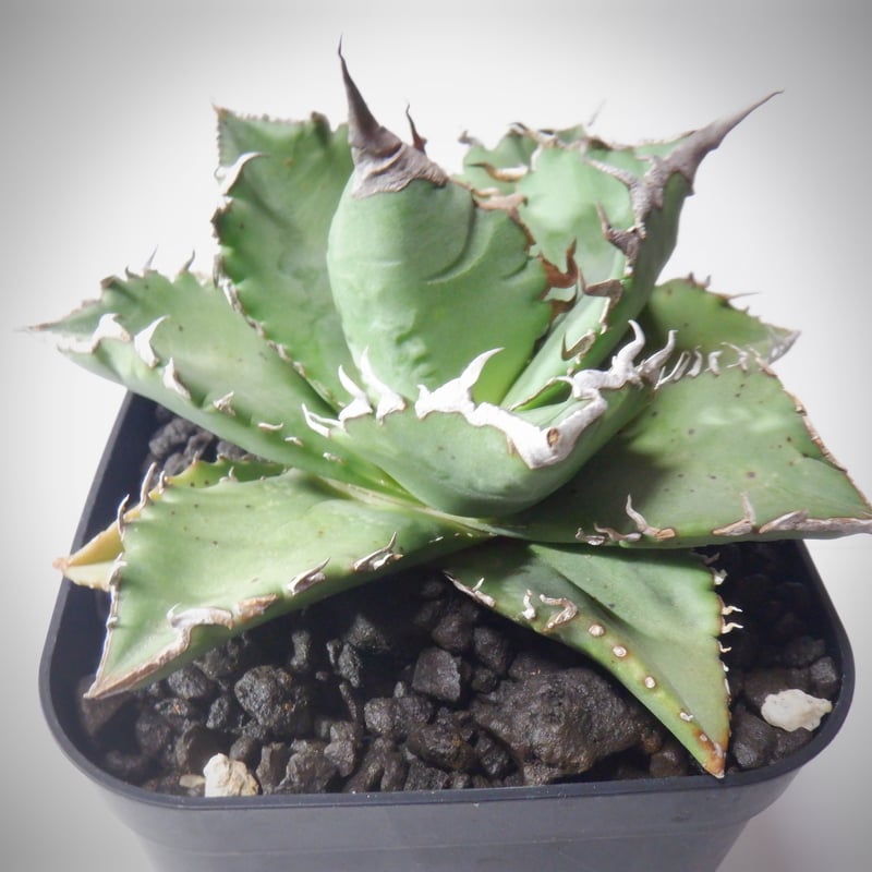 アガベ チタノタ 狂刺夕映 夕映嚴龍 | TAMA PLANTS