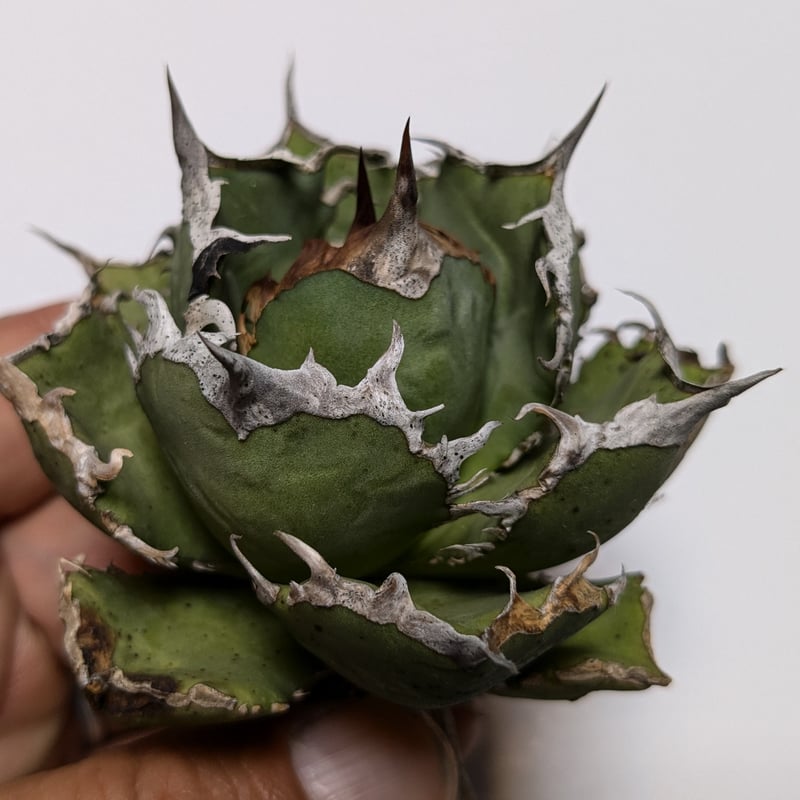 アガベ チタノタ 烈焔 レツエン | TAMA PLANTS