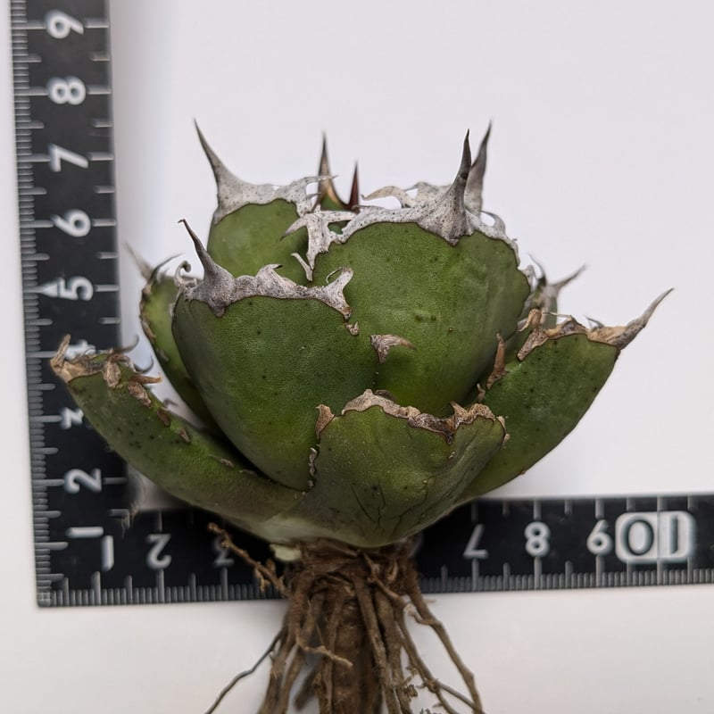 アガベ チタノタ 烈焔 レツエン | TAMA PLANTS