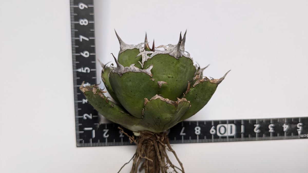 アガベ チタノタ 烈焔 レツエン | TAMA PLANTS