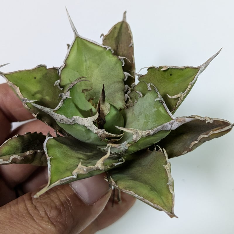 アガベ チタノタ 巨獣 キョジュウ | TAMA PLANTS