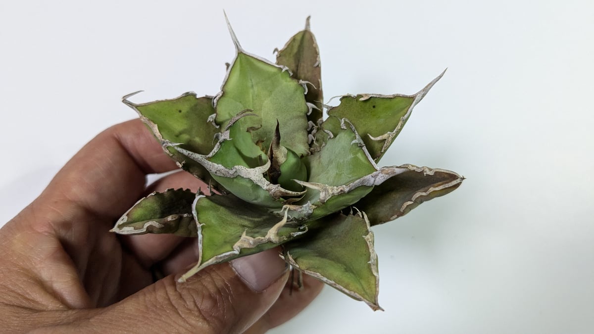 ドラゴンアガベ産　巨獣 アガベ チタノタ 巨獣 / giant beast(dragon agave産) アガベ チタノタ