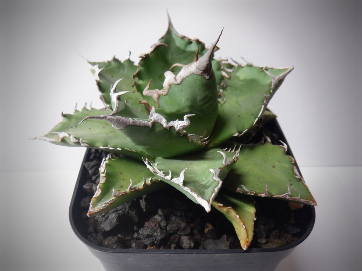 アガベ チタノタ 狂刺夕映 夕映嚴龍 | TAMA PLANTS