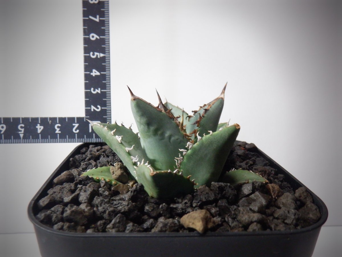 アガベ チタノタ 海王 カイオウ | TAMA PLANTS