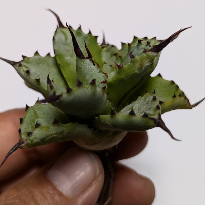 アガベ チタノタ 曲刺八雷 | TAMA PLANTS