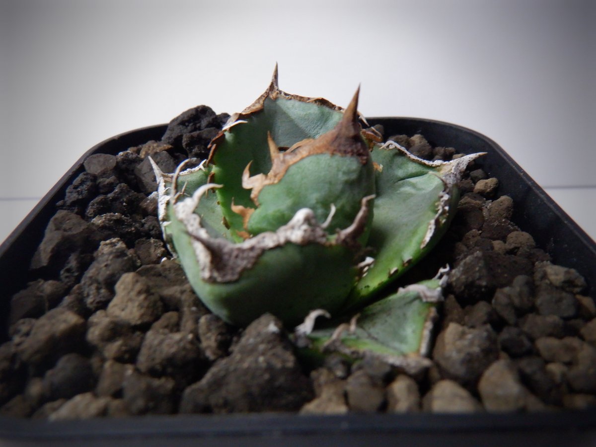 アガベ チタノタ オテロイ 清櫻 セオ アガベ チタノタ 清櫻 セオ