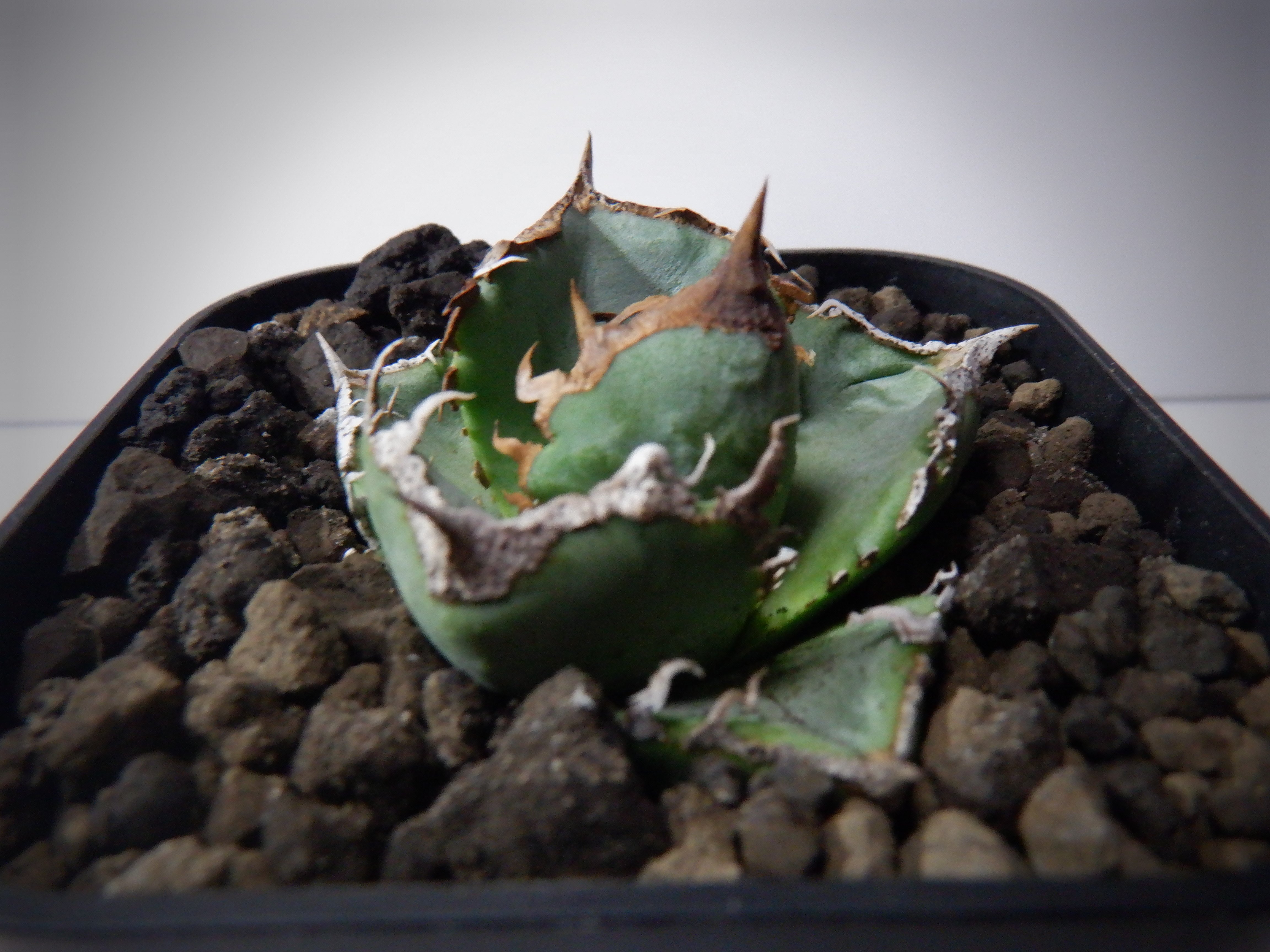 アガベ チタノタ 清櫻 セオ | TAMA PLANTS