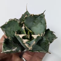 アガベ チタノタ 清櫻 セオ | TAMA PLANTS