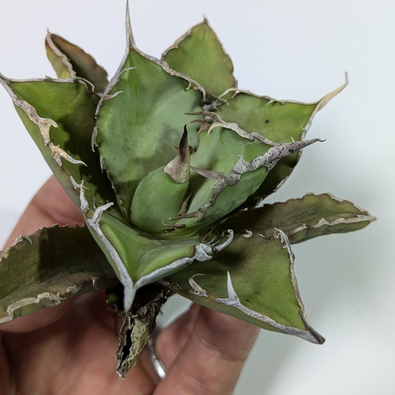 アガベ チタノタ 巨獣 キョジュウ | TAMA PLANTS