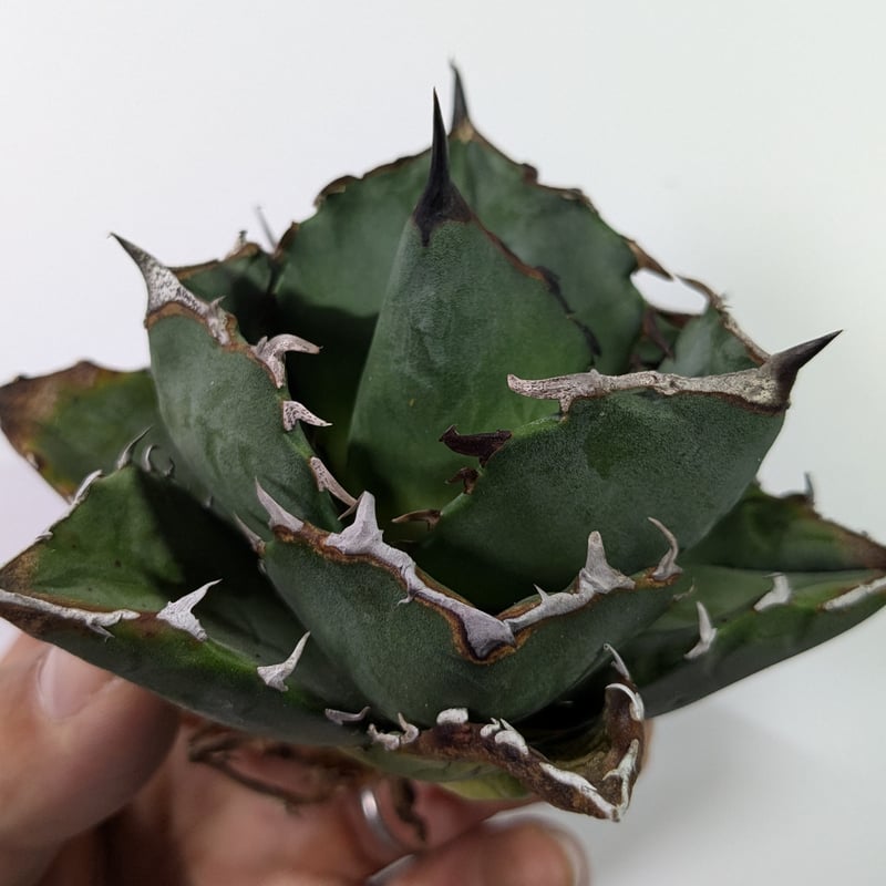 アガベ チタノタ 柊月 | TAMA PLANTS アガベ チタノタ 柊月 | TAMA PLANTS