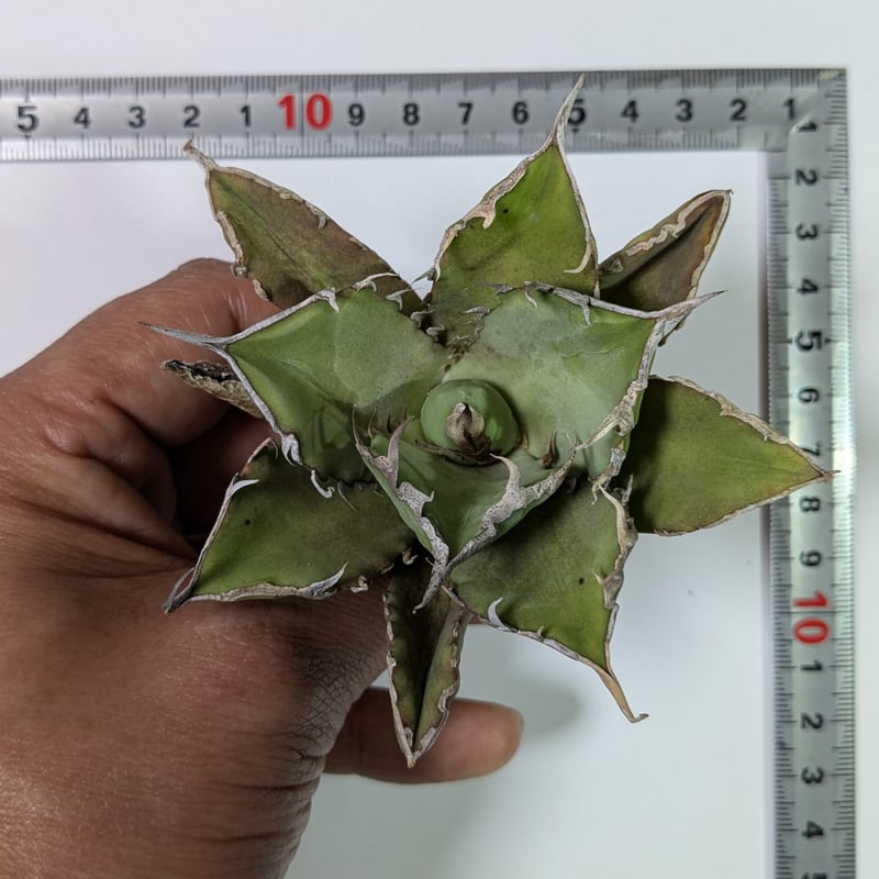 アガベ　巨獣 DRAGON AGAVE】アガベ 巨獣 EC19 – TaiShoDo ONLINE SHOP