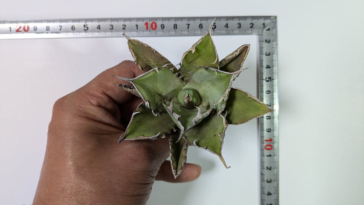 アガベ チタノタ 巨獣 キョジュウ | TAMA PLANTS