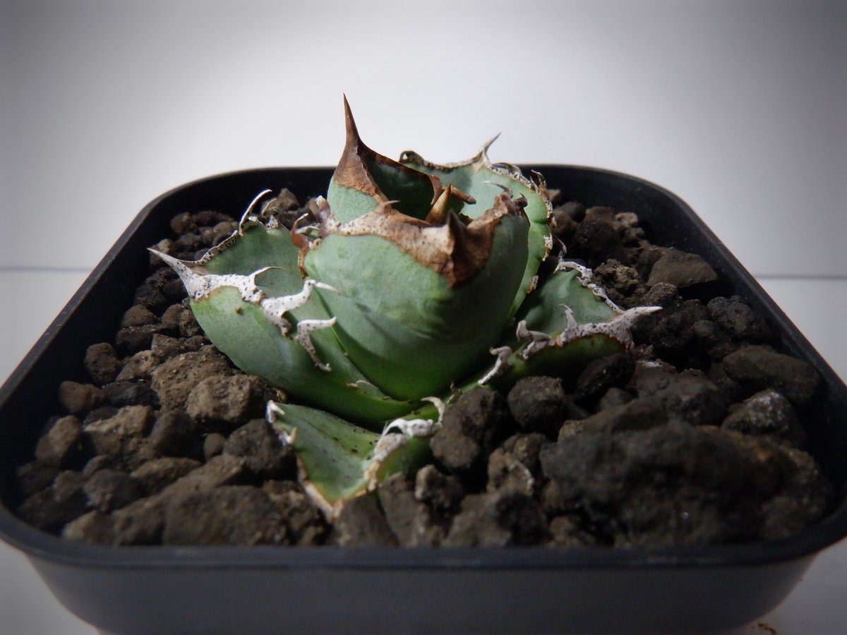 【中株】アガベ チタノタ オテロイ 清櫻　セオ　SEO アガベ チタノタ 清櫻 セオ | TAMA PLANTS