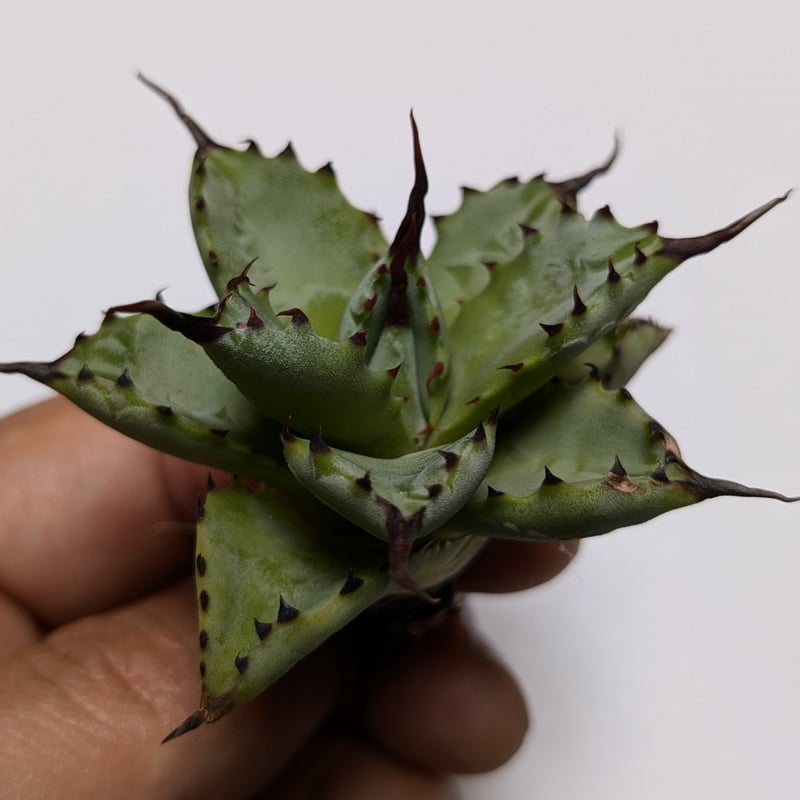 アガベ チタノタ 曲刺八雷 | TAMA PLANTS