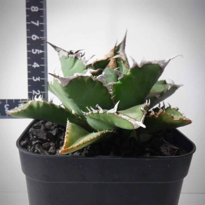 アガベ チタノタ 狂刺夕映 夕映嚴龍 | TAMA PLANTS