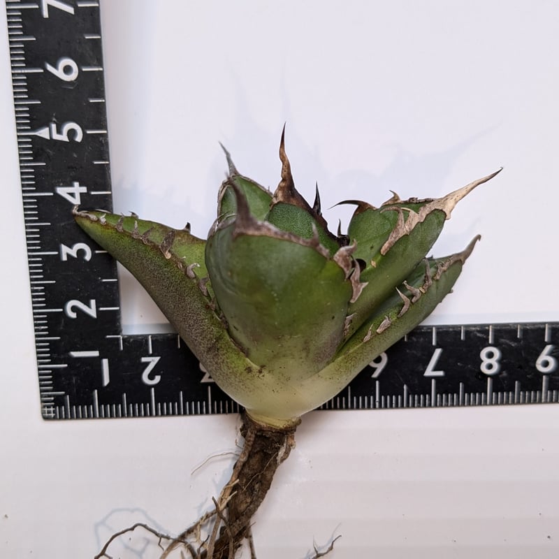 アガベ チタノタ ハデス 黒帝斯 | TAMA PLANTS