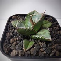 アガベ チタノタ 清櫻 セオ | TAMA PLANTS