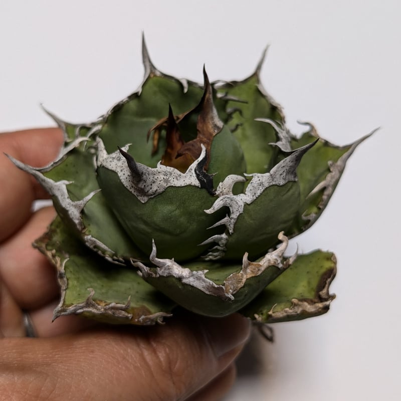 アガベ チタノタ 烈焔 レツエン | TAMA PLANTS