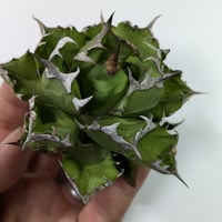 アガベ　チタノタ　姫嚴龍