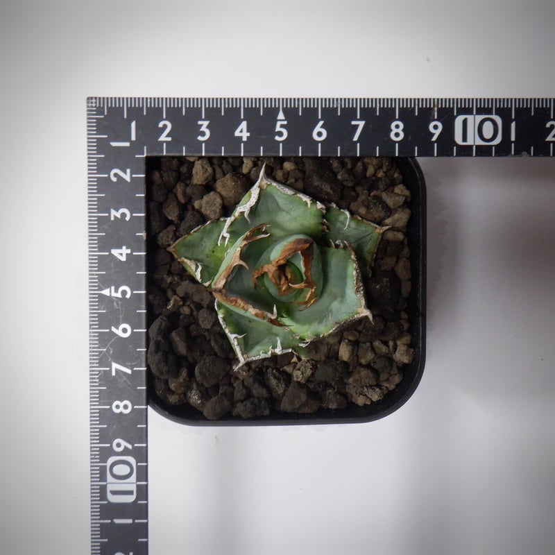 アガベ チタノタ 清櫻 セオ 子株 カキコ アガベ チタノタ 清櫻 セオ 台湾趣味家株 子株 発根済 - メルカリ