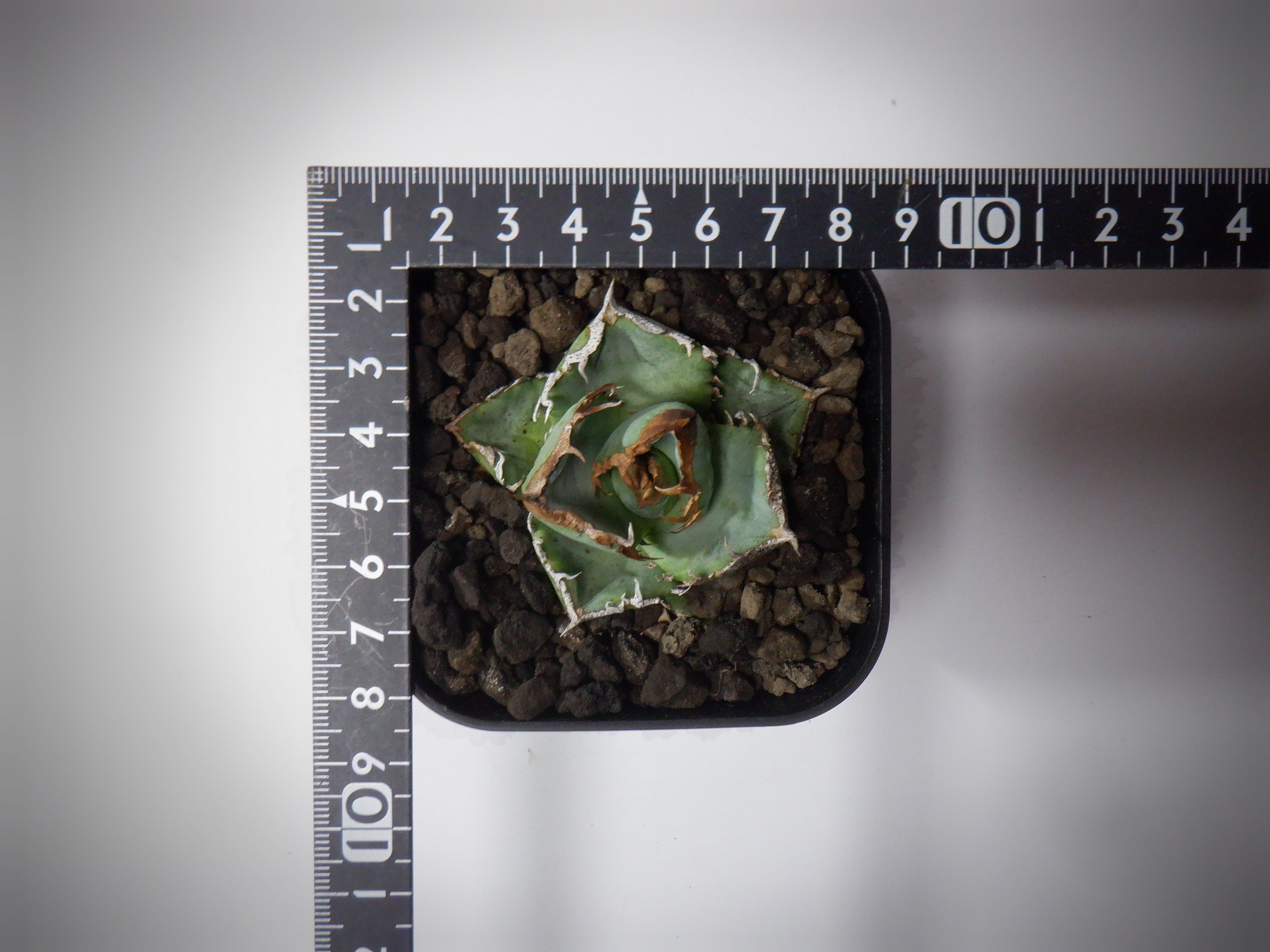 アガベ チタノタ 清櫻 セオ 子株 ① アガベ チタノタ 清櫻 セオ | TAMA PLANTS