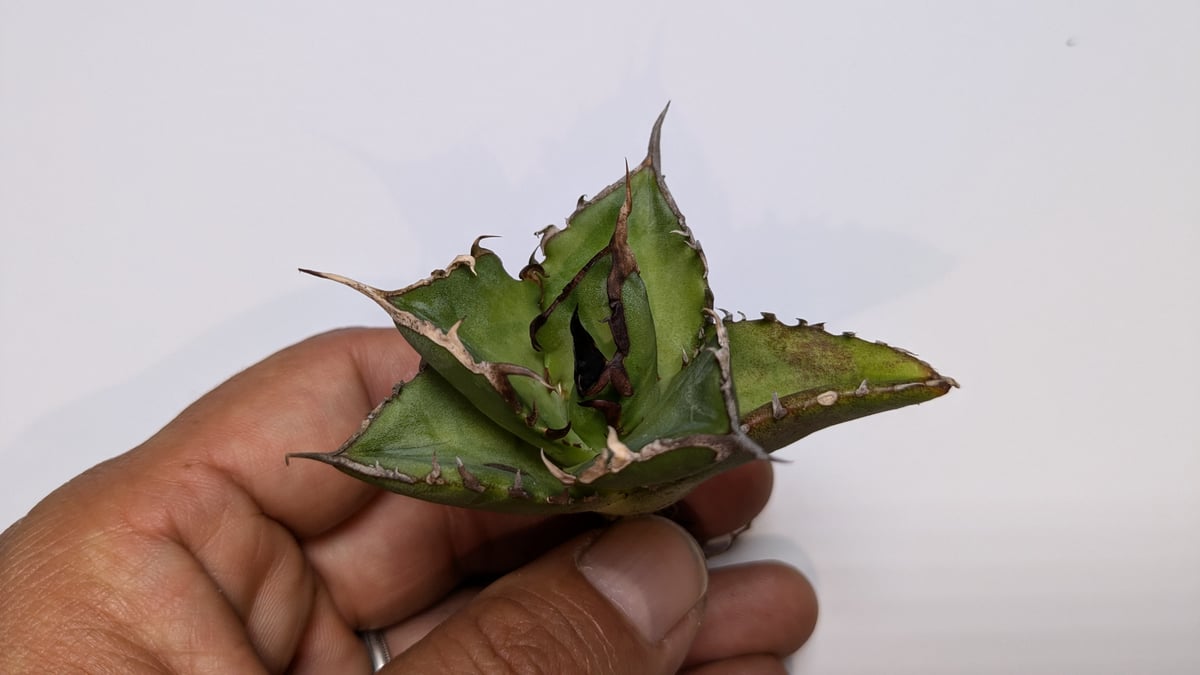 アガベ チタノタ ハデス 黒帝斯 | TAMA PLANTS