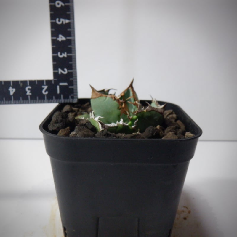 アガベ チタノタ 清櫻 セオ | TAMA PLANTS