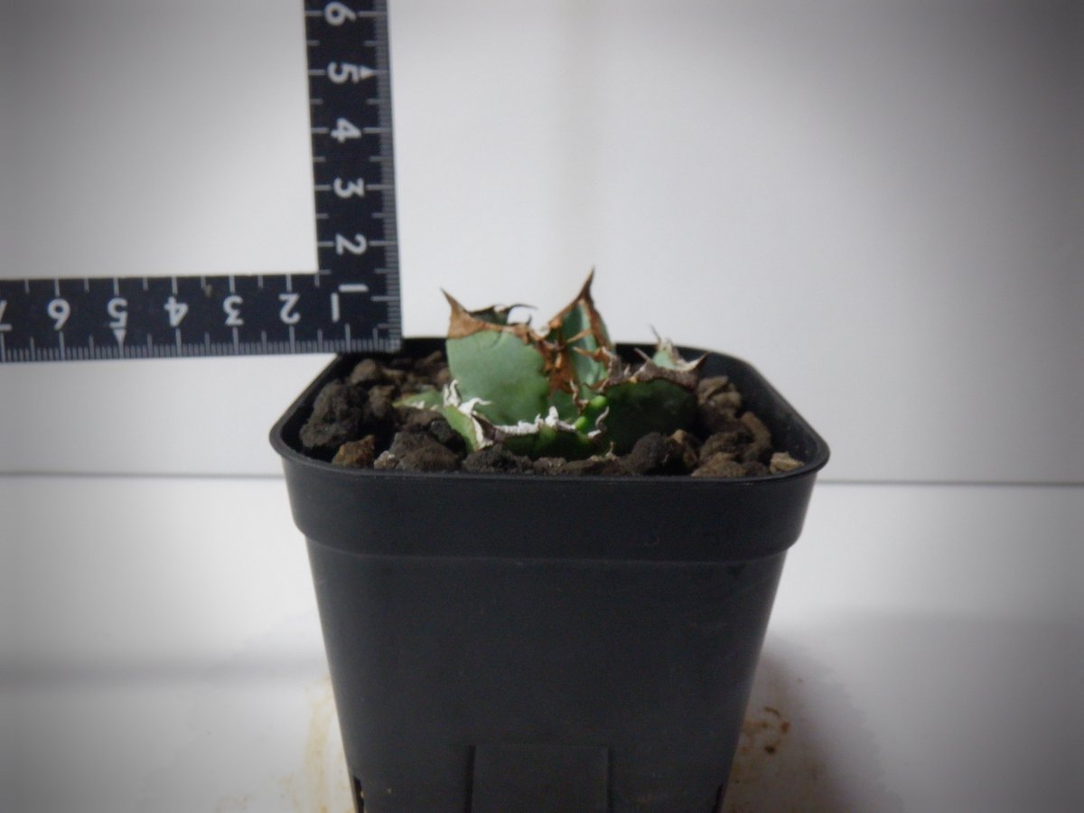 fit=scale-down,w=1200