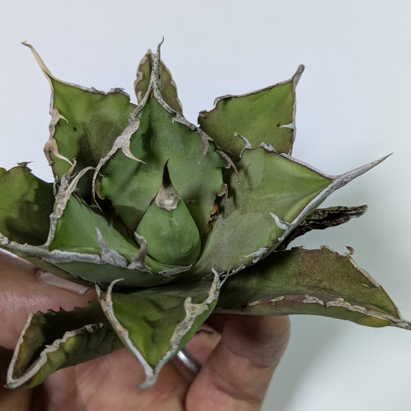 アガベ　巨獣 アガベ チタノタ 巨獣 キョジュウ | TAMA PLANTS